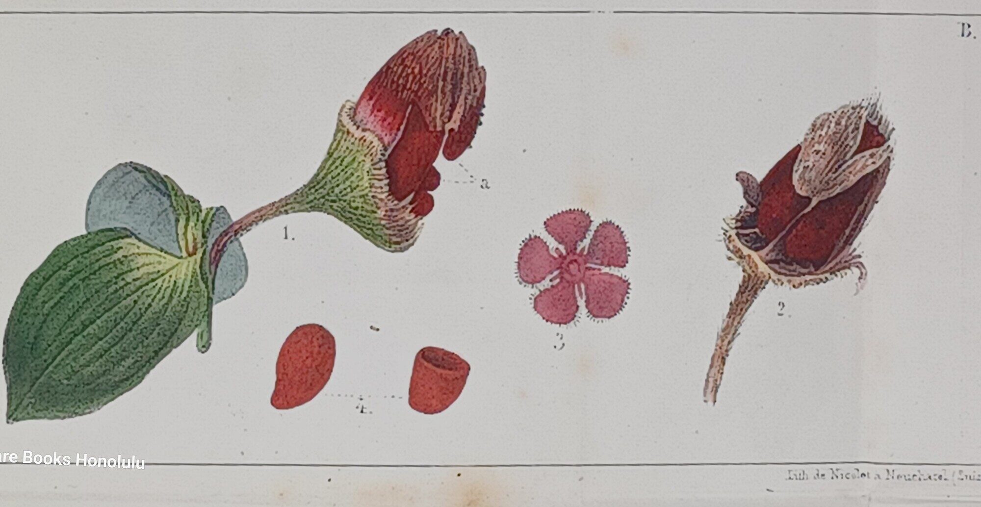 MONSTRUOSITES VEGETALES in: Neue Denkschriften der Allgemeinen Schweizerischen Gesellschaft fr die Gesammten Naturwissenschaften - Nouveau mmoires de la Socit helvtique des sciences naturelles (1841)