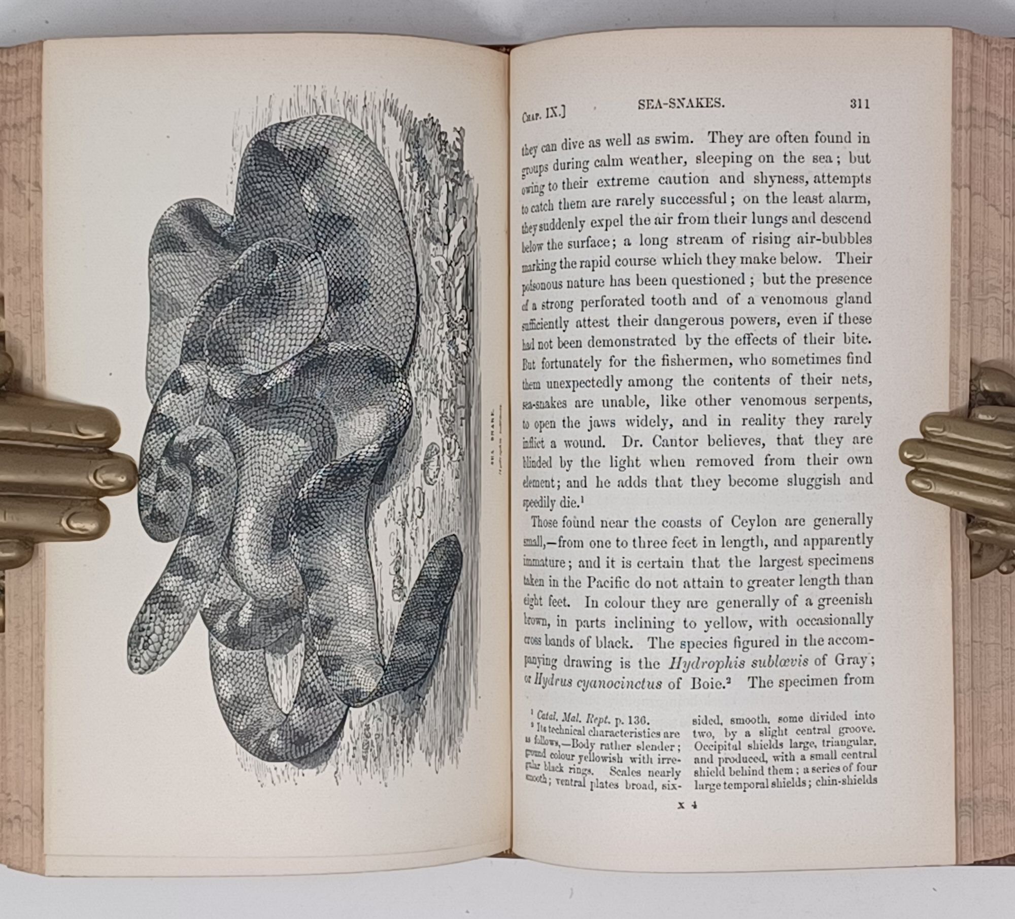 Sketches of the Natural History of Ceylon with Narratives and Anecdotes Illustrative of the Habits and Instincts of the Mammalia, Birds, Reptiles, Fishes, Insects, &c. including a Monograph of the Elephant