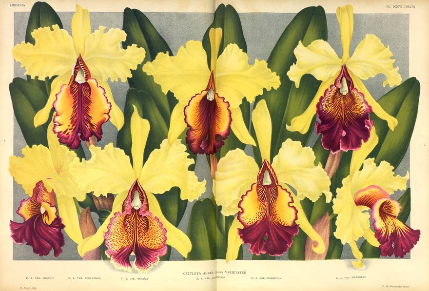 Image for LINDENIA. Iconography of Orchids 1885-1906 5 volumes, new in shrink wrap LINDENIA. Iconography of Orchids 1885-1906 5 volumes, new in shrink wrap