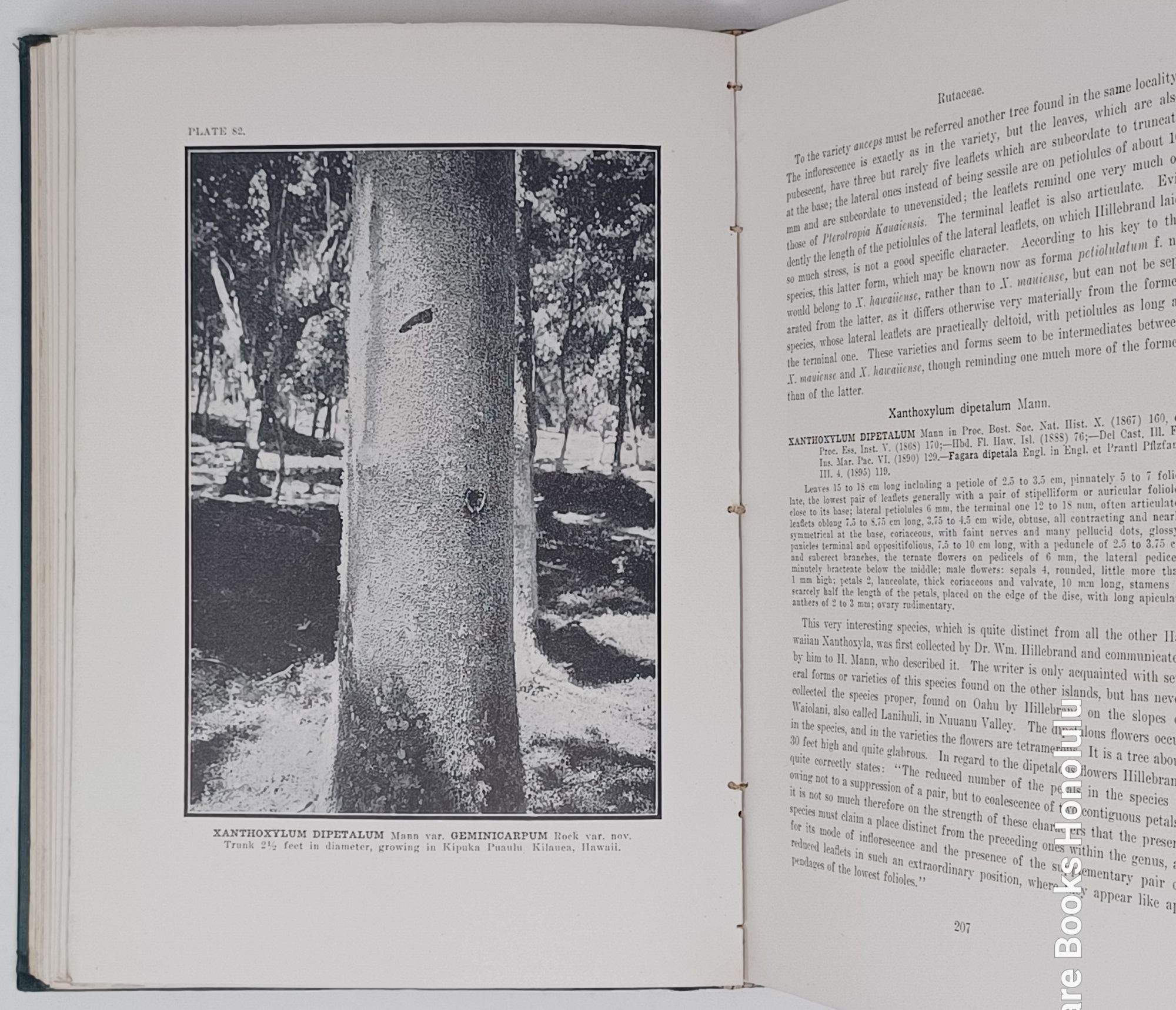 The Indigenous Trees of the Hawaiian Islands - from the library of Lyle A. Dickey