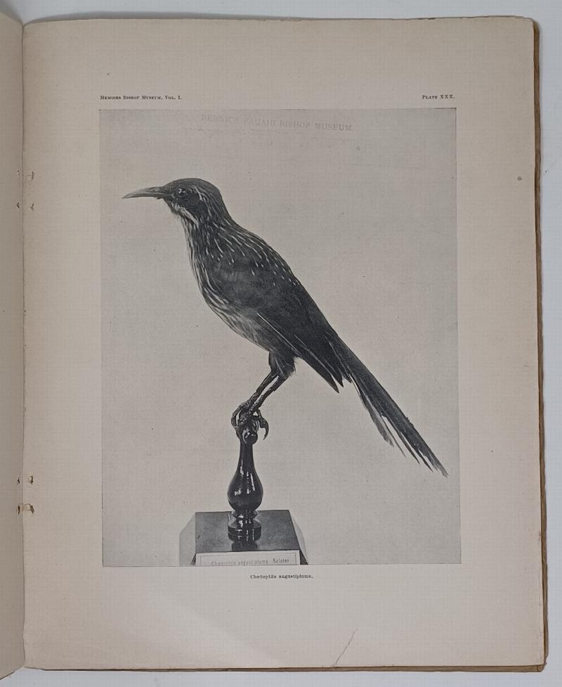 Image for A Key to the Birds of the Hawaiian Group (1901)