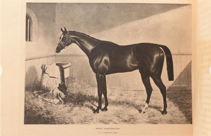 Image for Cherished Portraits of Thoroughbred Horses