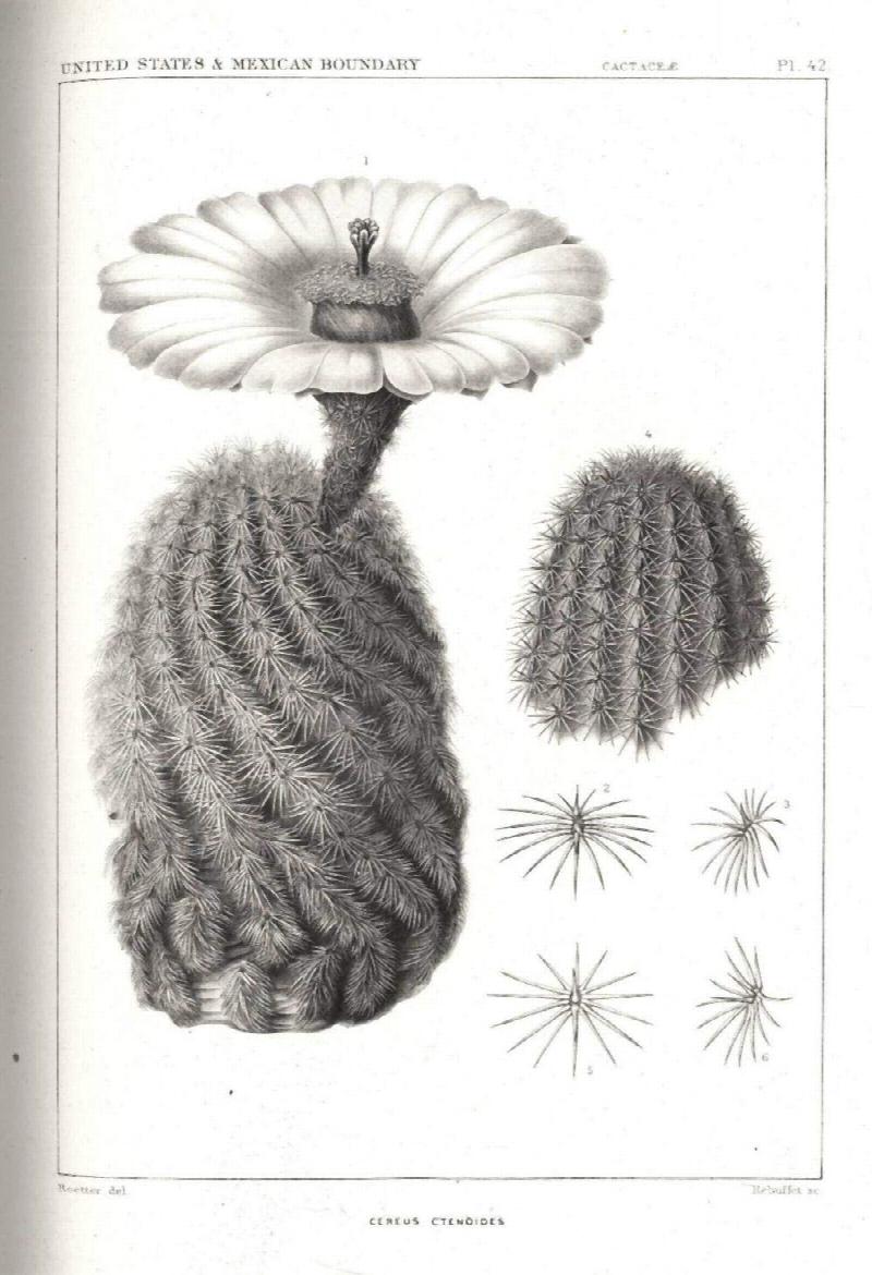 Image for United States and Mexican Boundary Survey; Cactaceae of the Boundary