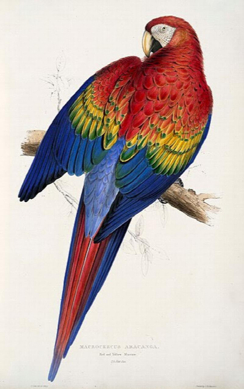 Image for THE PARROTS. - The complete Plates in folio format. 20 x 1.5 x 13.5 inches