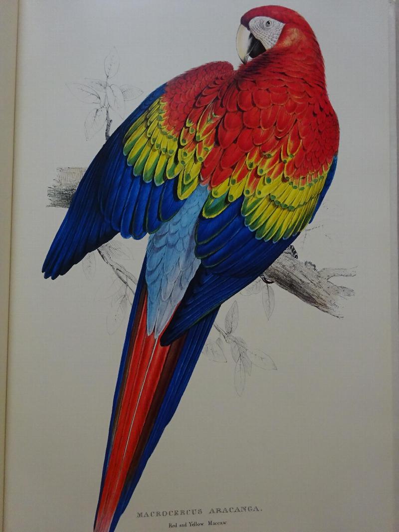 Image for Illustrations of the Family of Parrots: The greater Part of them Species Hitherto Unfigured, containing forty-two lithographic Plates (Facsimile of 1832 edition)