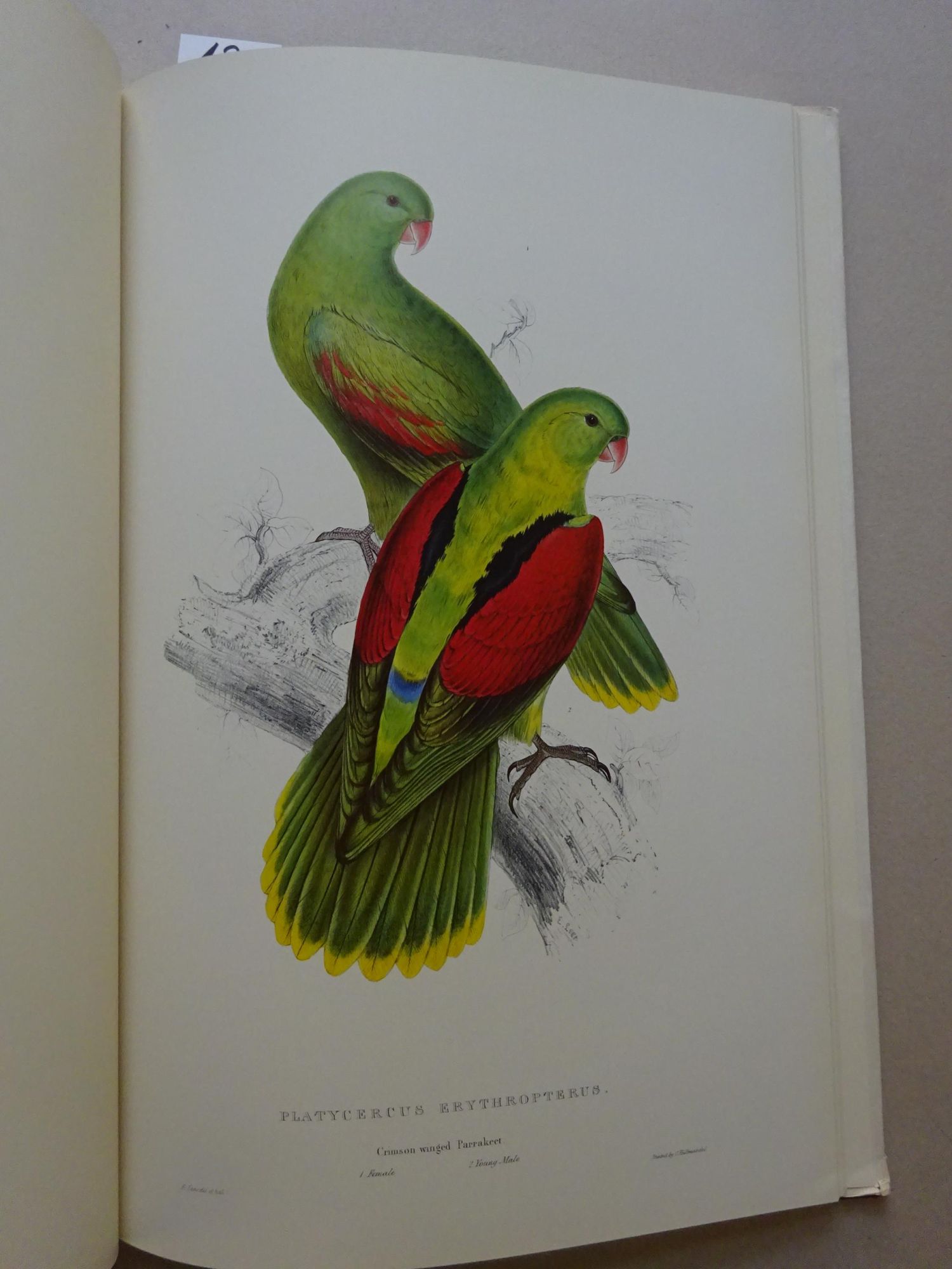 Illustrations of the Family of Parrots: The greater Part of