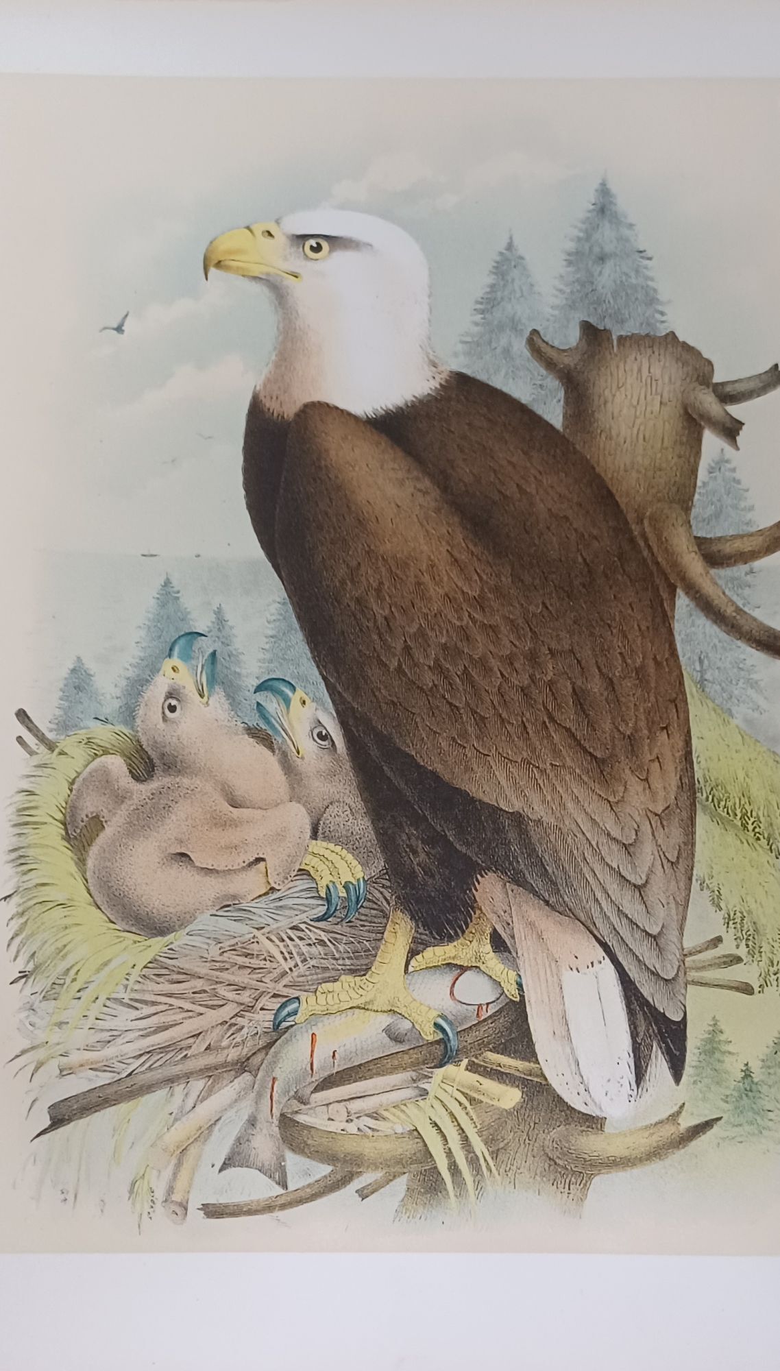 The Birds of North America (revised edition, 1903, 119 chromo-lithographed plates)